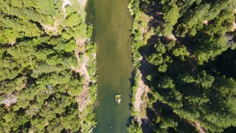 Mountain stream winding slowly through the green forest Video stock 272493280