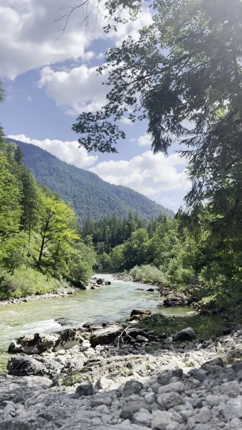 Mountain stream winding through forest with evergreen tree, Austria (Vertica Vídeos de archivo 342024302
