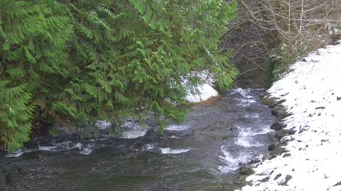 Mountain stream in winter Olympic Peninsula 動画素材 70758852