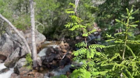 Mountain stream in the woods, flowing on rocks, Norway Stock Footage 281890997