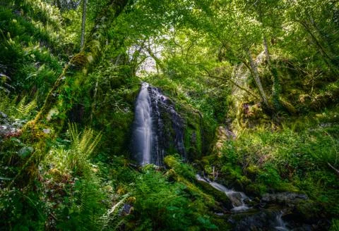 Mountain stream in the woods Stock Photos
