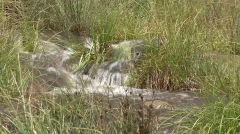 Mountain streamlet through the grass Stock Footage 41127600