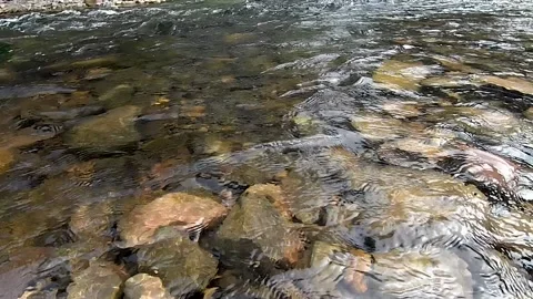 Mountain streams, clear springs. Stock Footage 221164762