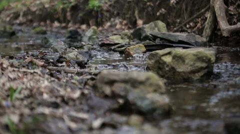 Mountain streams Stock Footage 49096559