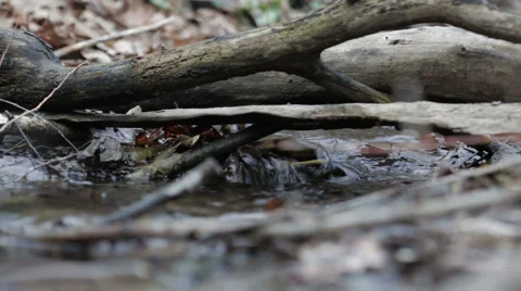 Mountain streams Stock Footage 49096913
