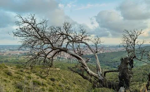 Mountain in summer with a burned tree Stock Photos