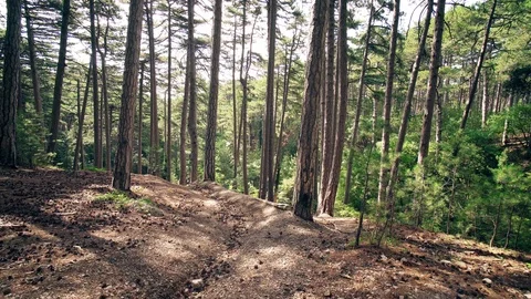 Mountain Summer Forest Background Motion Cam Stock-Footage 122258636