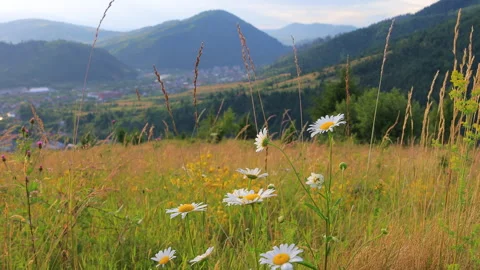 Mountain summer landscape with clouds and wildflowers Stock Footage 313343067