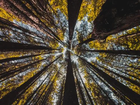 Mountain Summer Trees Stock Photos