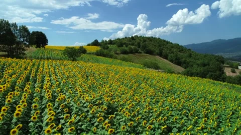 Mountain Sunflowers Stock Footage 340777919
