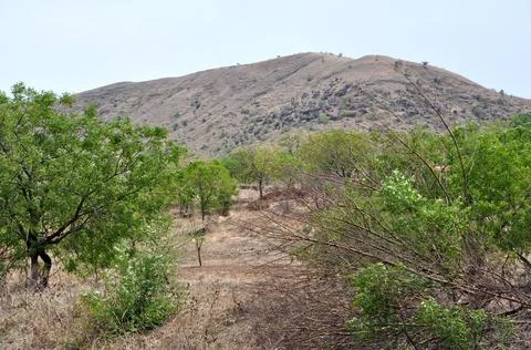 A mountain surrounded by trees. Stock Photos
