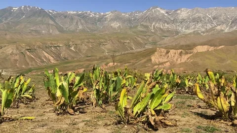 The mountain system of the Western Tien Shan in Uzbekistan. Stock Footage 299720877