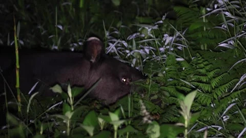 Mountain Tapir feed on grass in rain forest portrait Stock Footage 307095597