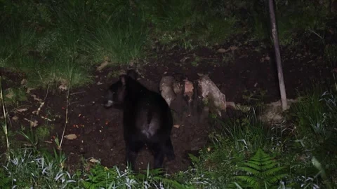 Mountain Tapir look out into the forest and run away Stock Footage 296488191