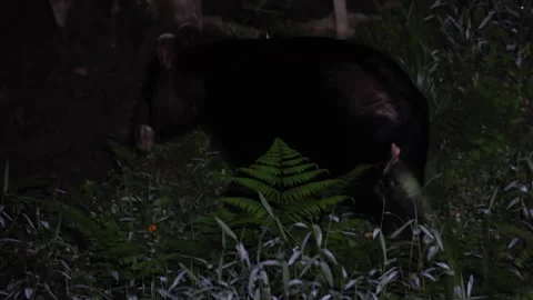 Mountain Tapir walk in high grass close up Stock Footage 296488195
