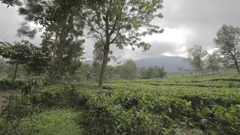 Mountain Tea Stock Footage 123190831