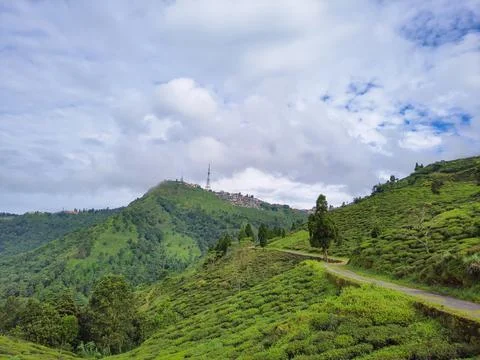 Mountain tea garden view with bright blue sky at morning from flat angle Fotos de archivo