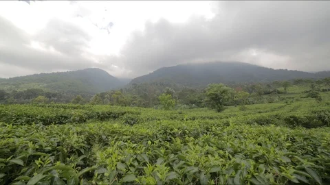 Mountain Tea Gardens Timelapse Stock Footage 123188454