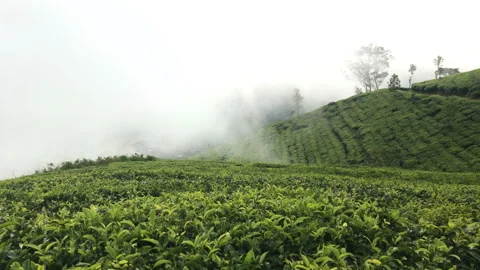 Mountain Tea Plantation 스톡 동영상 85937000
