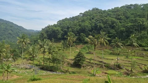 Mountain Terraced Rice Fields Landscape Stock Footage 320330086