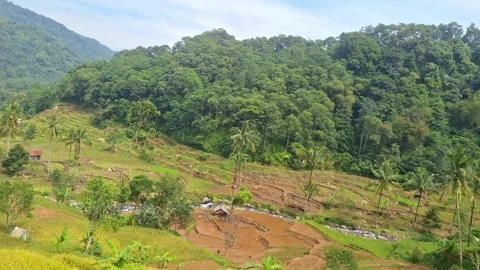 Mountain Terraced Rice Fields Landscape Stock Footage 320330102
