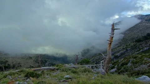 Mountain time lapse with drifting fog above the hill, Big death pine tree front Stock Footage 80807135