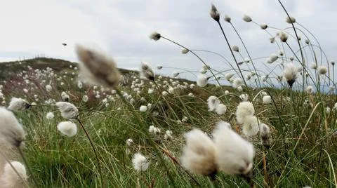 Mountain Top Bog Cotton 스톡 사진
