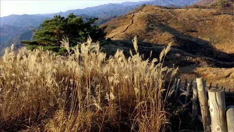 The mountain – Top flame grass: Vidéo 80149453