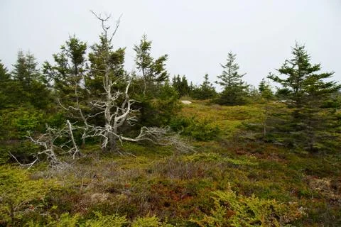 Mountain top forest with dry tree and shrubs on the foreground in the fog Stock Photos