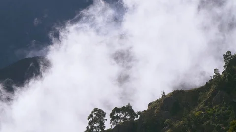 Mountain top full of trees with thick fog in the background in a forest, India 库存影片 119313716
