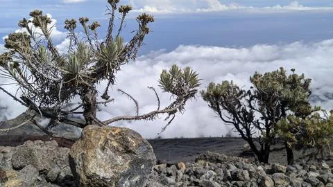Mountain top plants Stock Photos