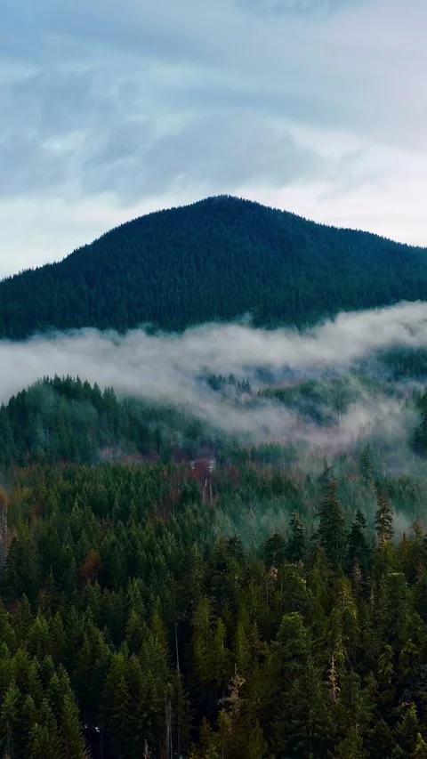 Mountain tops peeping out from pine tree forests. Mist spreading above the woods Stock Footage 337716648