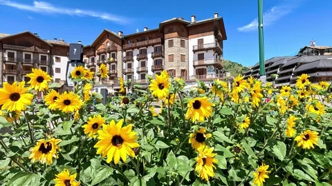 Mountain Town with Sunflowers 库存影片 302959494