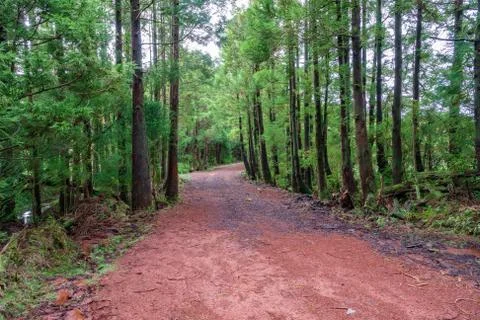Mountain track over the forest Stock Photos