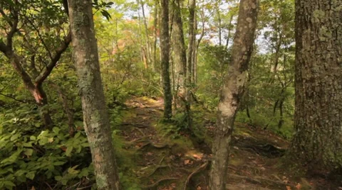 Mountain trail 2, dolly push in Stockbeeldmateriaal 8677164