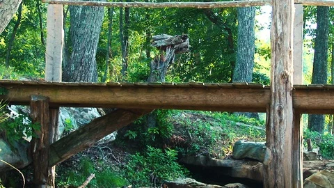 Mountain Trail Bridge zoom Stock Footage 112662458
