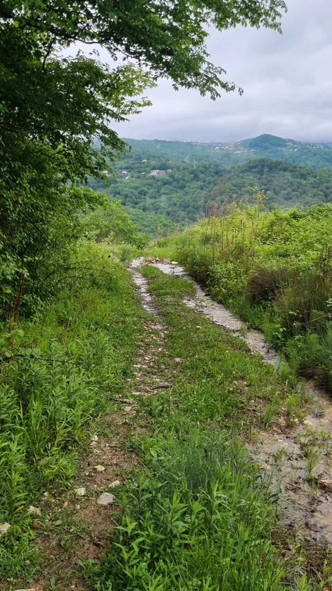 Mountain trail curving through lush vegetation, revealing expansive valley Stock Footage 309287720