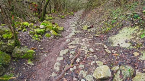 Mountain trail in the forest with moss on the rocks Stock Footage 261286871