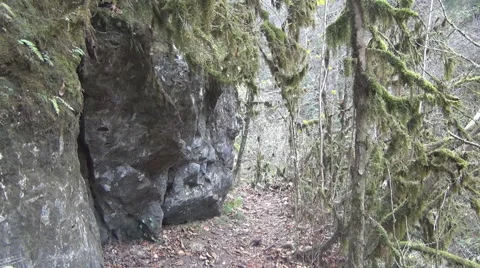 Mountain trail in the forest relic Stock-Footage 58613379