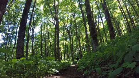 Mountain Trail From Low Point of View Stock Footage
