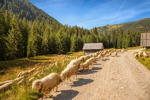 On a mountain trail Foto stock