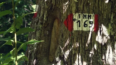 Mountain trail sign painted on the bark of a chestnut tree Stock Footage 159645556