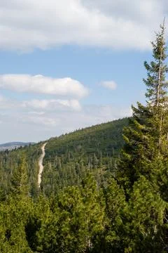 Mountain Trail Through Pine Forest - Karkonosze National Park Stock Photos