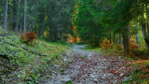 Mountain Trail with White Pebbles Surrounded by Autumn Forest Stock Footage 320050773