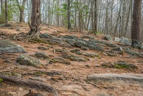 Mountain trails in the forest Stock Photos