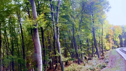 Mountain Train with Window View on the Forest with Sunlight in a Sunny Day Stock Footage 265058442
