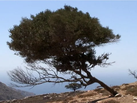 Mountain Tree 1 Stock Footage 489949