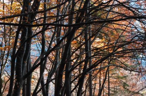 Mountain tree branches during fall season Stock Photos