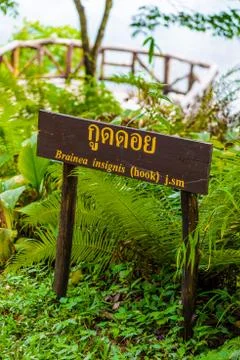 Mountain with tree bridge view point.  sign of  "kooddoi hill" Stock Photos