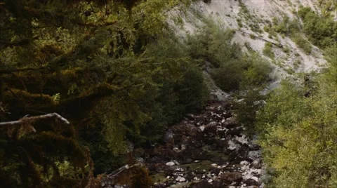 Mountain tree Stock Footage 68018826